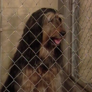 Buck the Bundy Dog
