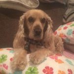 Profile picture of luckythecaliforniadog