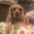 Profile picture of luckythecaliforniadog