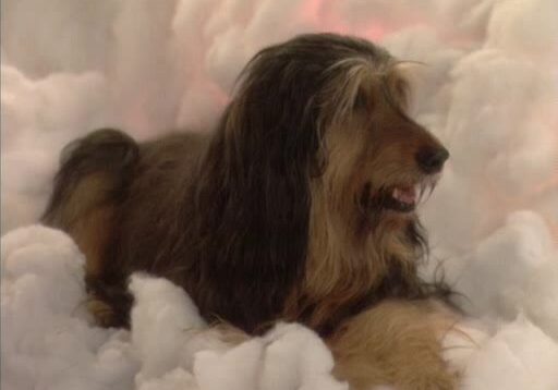 Requiem for a Dead Briard